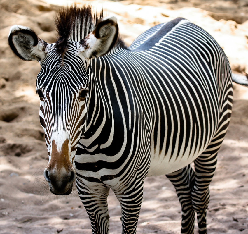 Zebra Not Domesticated